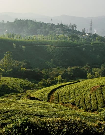 Munnar Tour Packages - A2A Holidays