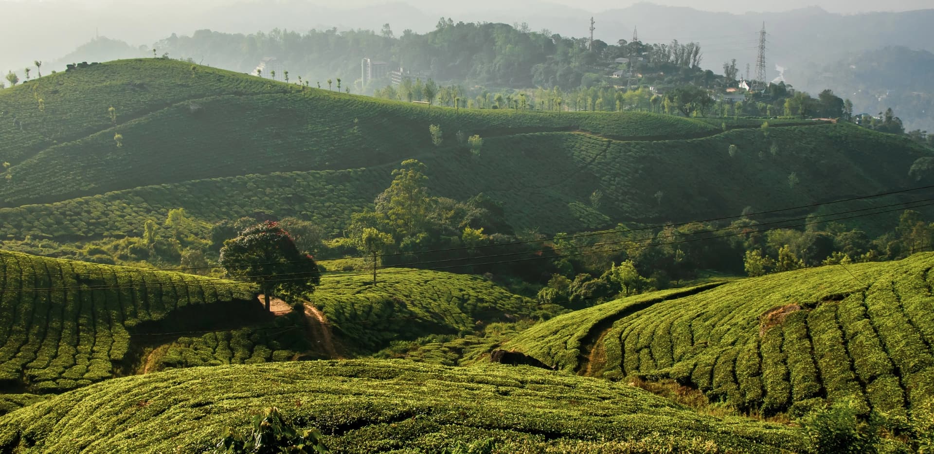 Munnar Tour Packages - A2A Holidays